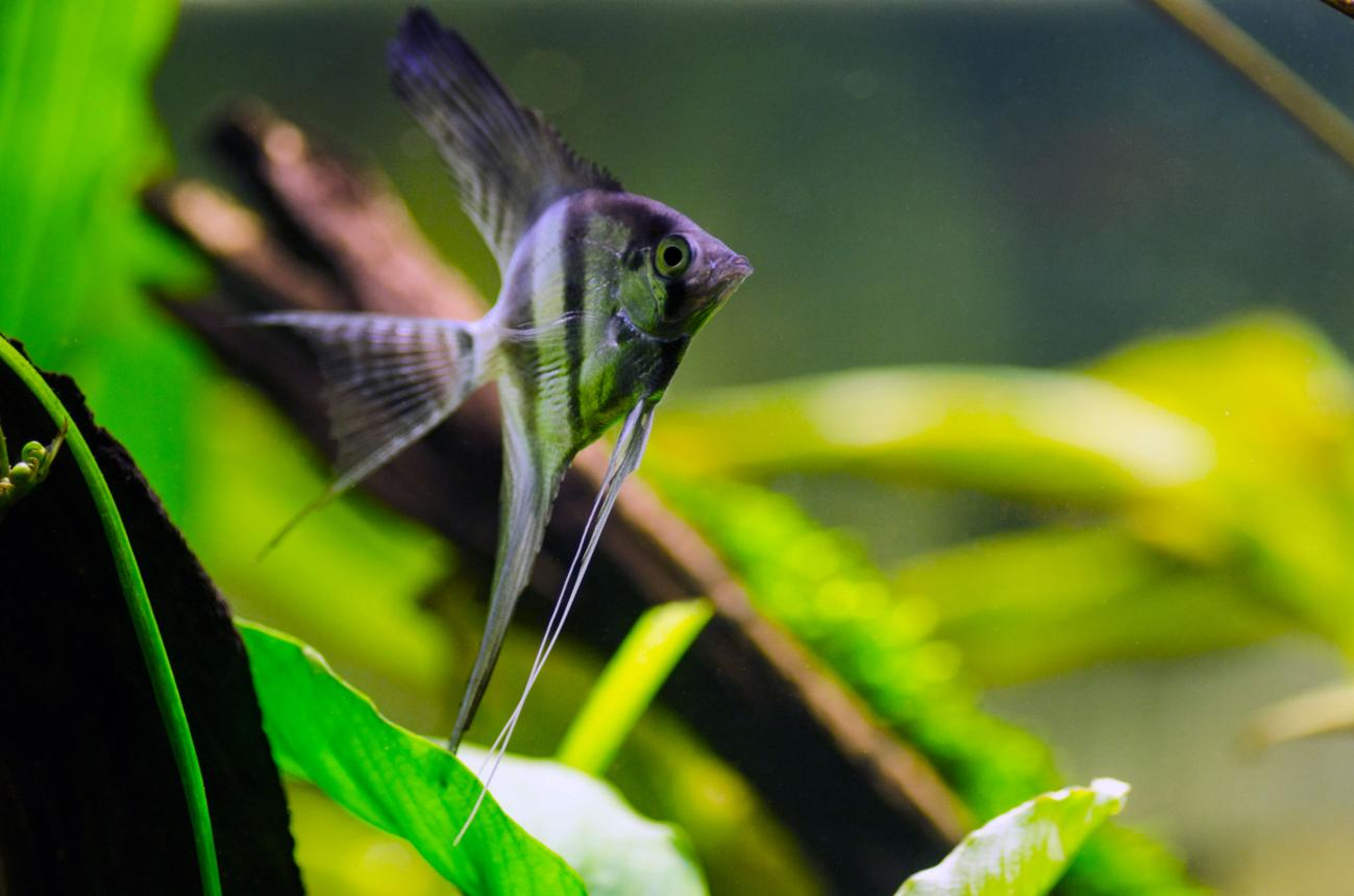 Dark marble angelfish with tall dorsal fin, a common pairing/breeding coloration