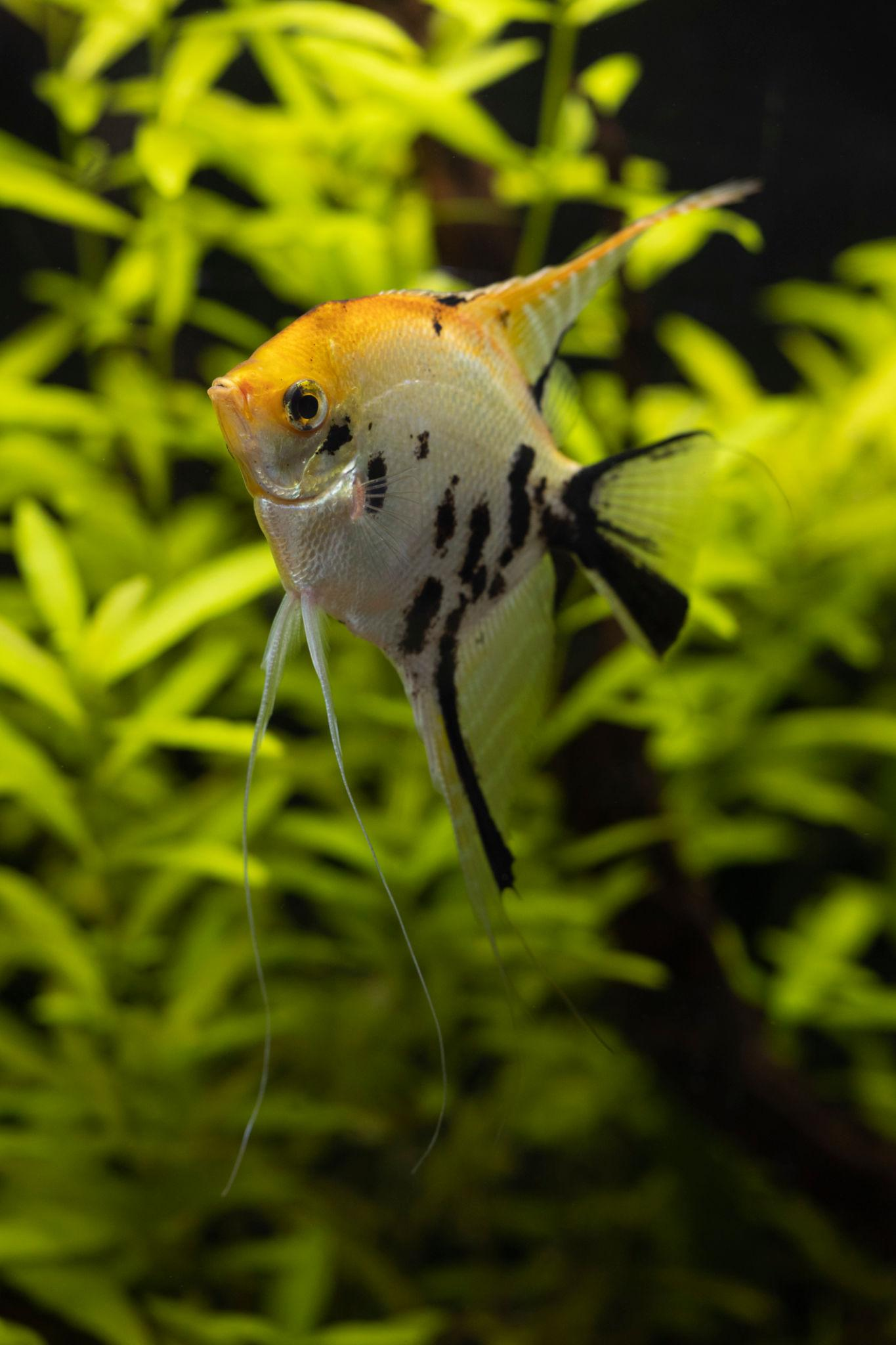 Koi angelfish ready for a feeding in a planted aquarium