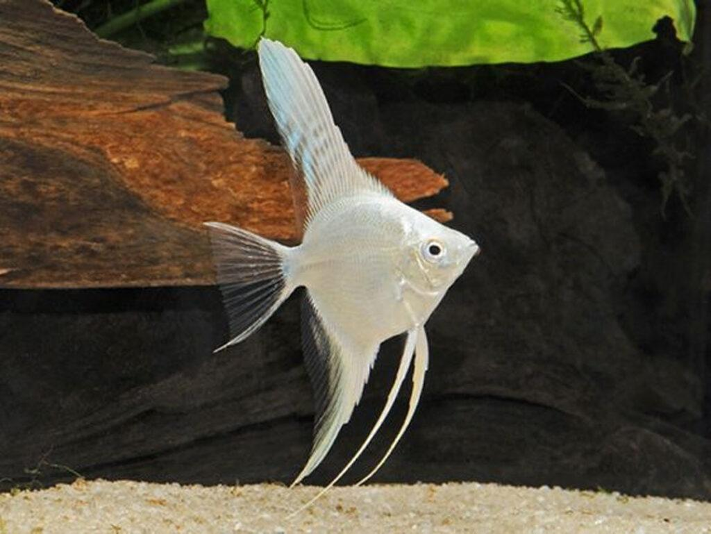 Platinum angelfish with solid pearly-white body and dark eyes