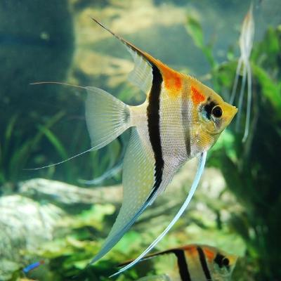 Silver angelfish in a freshwater community aquarium