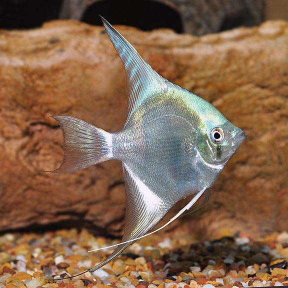 Silver angelfish with iridescent sheen near driftwood