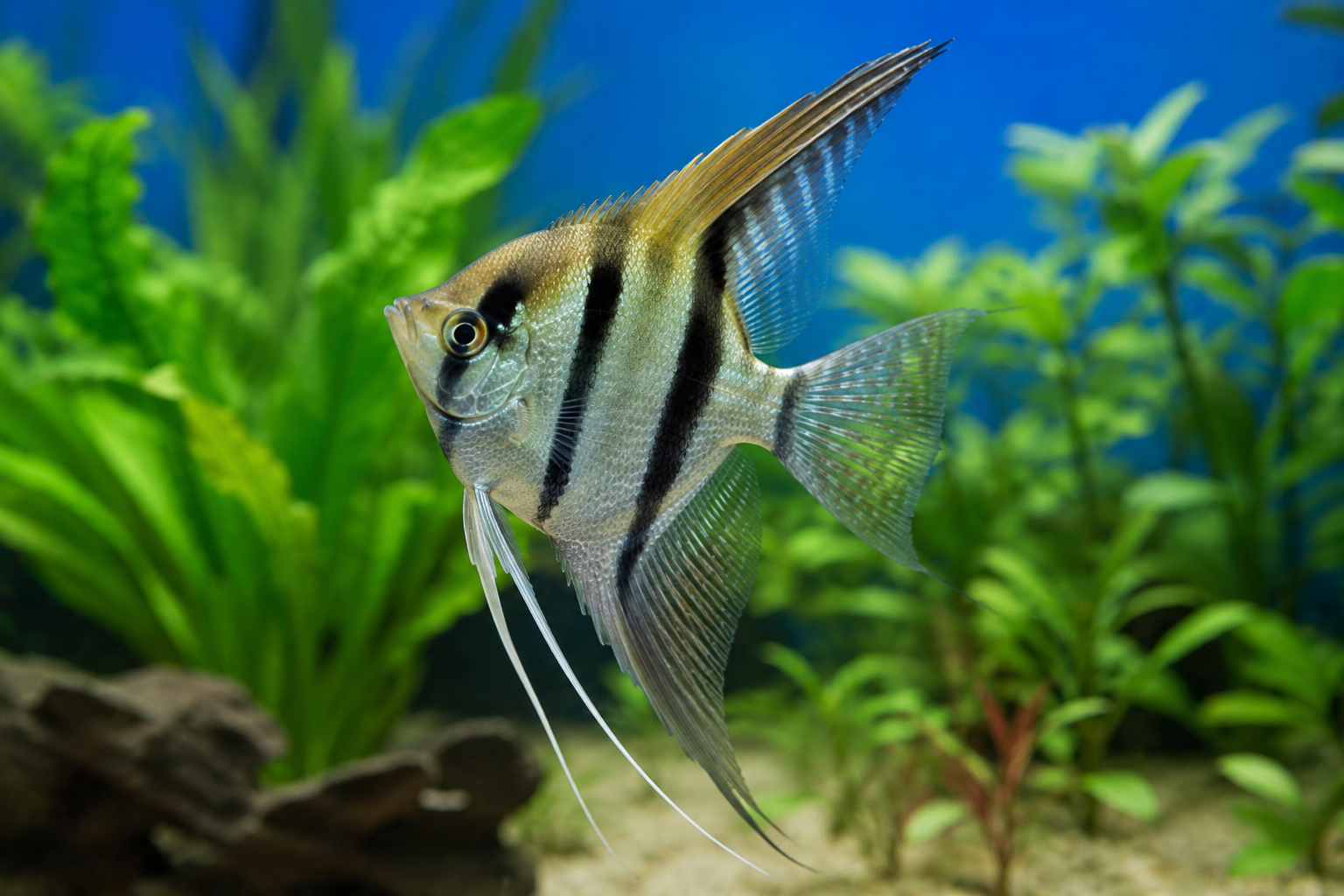 Full grown silver angelfish showing tall body and long fins