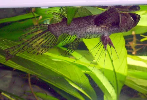 African Butterfly Fish and Oscar compatibility — African Butterfly Fish