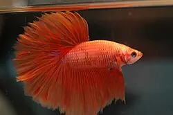 Can Betta Fish and Cherry Barb Live Together?