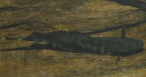 Black Ghost Knifefish tank mates guide — Black Ghost Knifefish