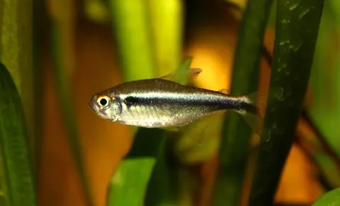 Black Neon Tetra and Weather Loach compatibility — Black Neon Tetra
