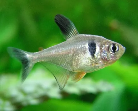 Angelfish and Black Phantom Tetra compatibility — Black Phantom Tetra