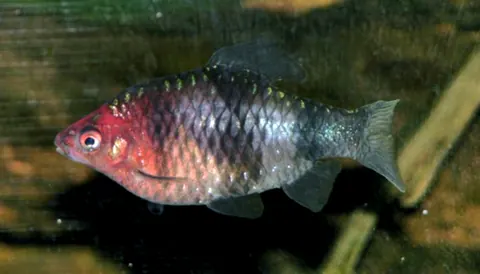 Black Ruby Barb tank mates guide — Black Ruby Barb