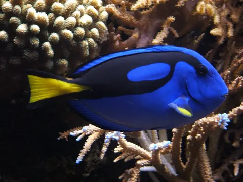 Blue Tang tank mates guide — Blue Tang