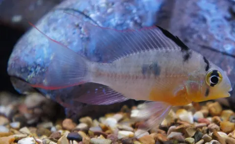 Bolivian Ram tank mates guide — Bolivian Ram