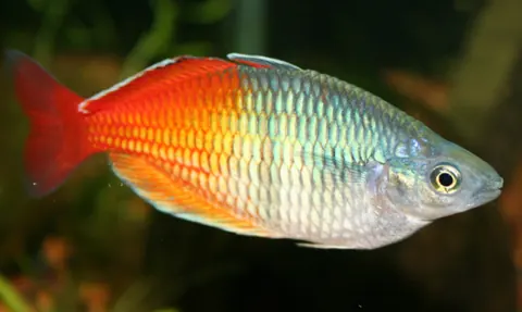 Bosemans Rainbowfish tank mates guide — Bosemans Rainbowfish