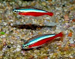 Cardinal Tetra and Diamond Tetra compatibility — Cardinal Tetra