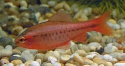 Cherry Barb tank mates guide — Cherry Barb