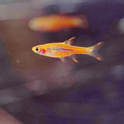 Chili Rasbora tank mates guide — Chili Rasbora