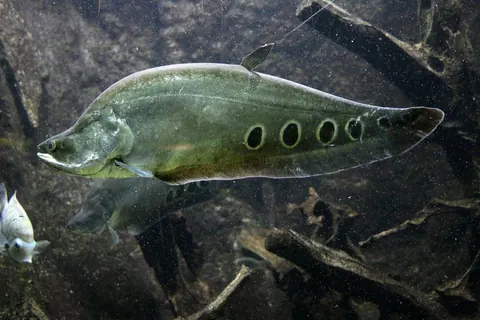 Clown Knifefish and Kuhli Loach compatibility — Clown Knifefish