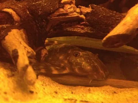 Clown Pleco and Molly compatibility — Clown Pleco