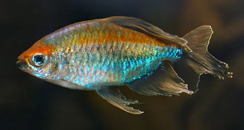 Congo Tetra tank mates guide — Congo Tetra