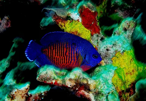 Coral Beauty and Guppy compatibility — Coral Beauty