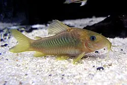 Corydoras and Keyhole Cichlid compatibility — Corydoras Catfish