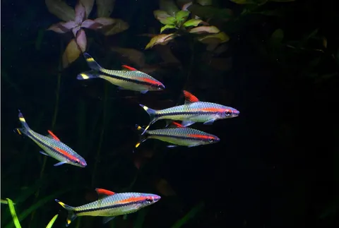 Denison Barb tank mates guide — Denison Barb