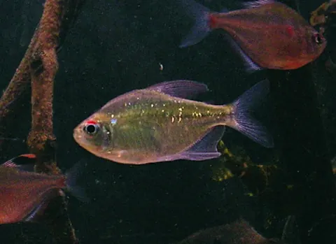 Cardinal Tetra and Diamond Tetra compatibility — Diamond Tetra