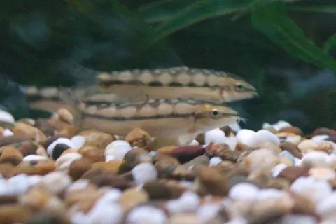 Dwarf Chain Loach tank mates guide — Dwarf Chain Loach