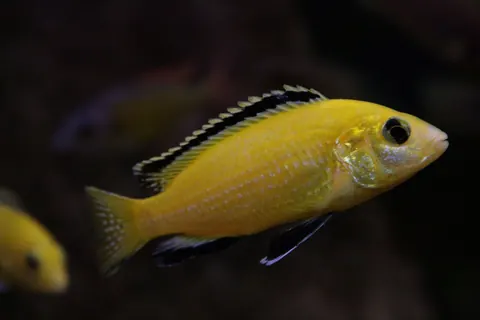 Electric Yellow Cichlid tank mates guide — Electric Yellow Cichlid