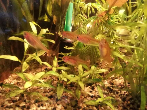 Bristlenose Pleco and Ember Tetra compatibility — Ember Tetra