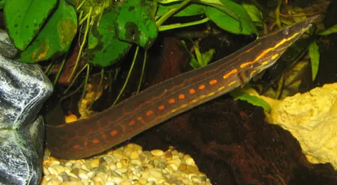 Fire Eel and Molly compatibility — Fire Eel