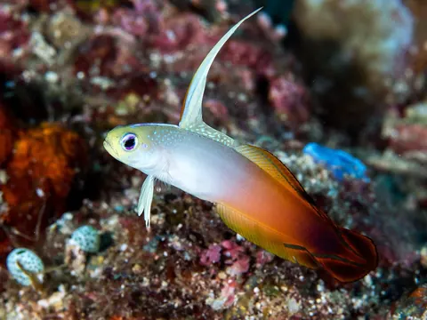 Cherry Shrimp and Firefish Goby compatibility — Firefish Goby