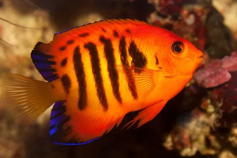 Flame Angelfish tank mates guide — Flame Angelfish