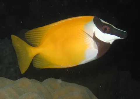 Foxface Rabbitfish tank mates guide — Foxface Rabbitfish