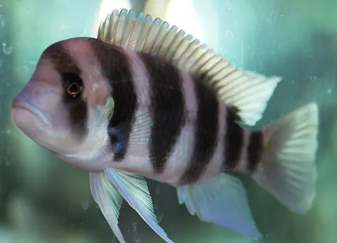 Frontosa Cichlid tank mates guide — Frontosa Cichlid