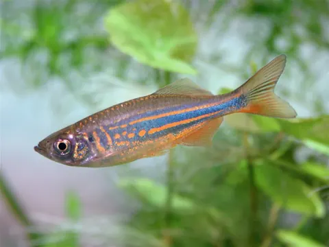 Giant Danio tank mates guide — Giant Danio