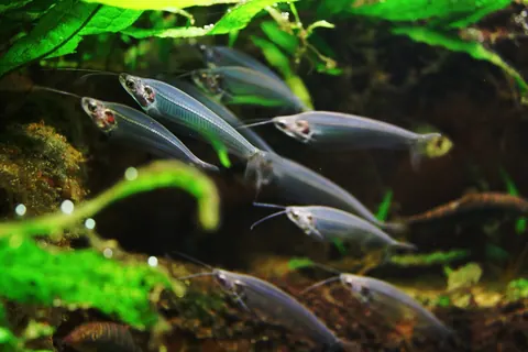 Glass Catfish tank mates guide — Glass Catfish