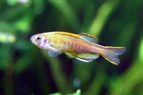 Glowlight Danio tank mates guide — Glowlight Danio
