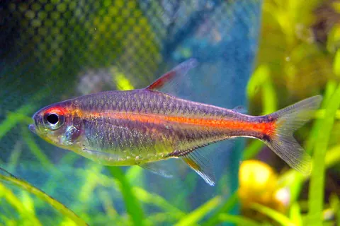 Glowlight Tetra tank mates guide — Glowlight Tetra