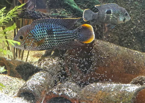 Green Terror Cichlid tank mates guide — Green Terror Cichlid