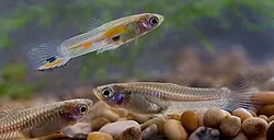 Guppy and Pearl Danio compatibility — Guppy