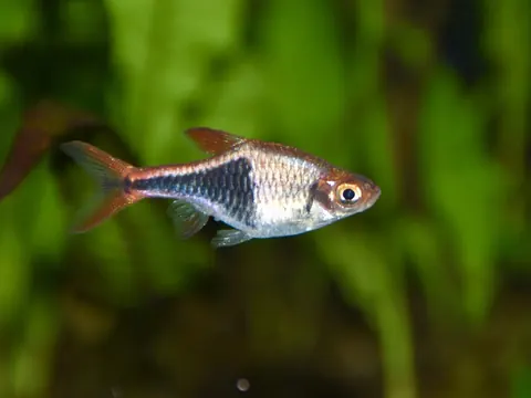 Harlequin Rasbora tank mates guide — Harlequin Rasbora