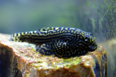 Hillstream Loach tank mates guide — Hillstream Loach