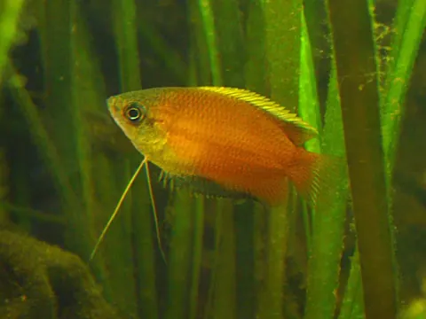 Honey Gourami tank mates guide — Honey Gourami