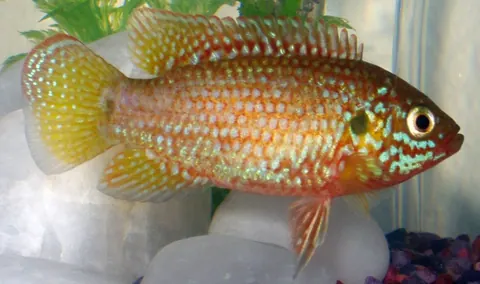 Jewel Cichlid tank mates guide — Jewel Cichlid