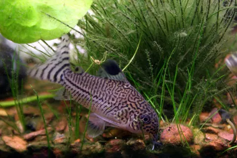 Julii Cory tank mates guide — Julii Cory