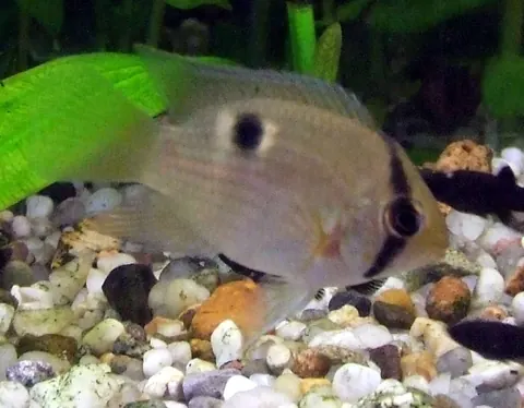 Corydoras and Keyhole Cichlid compatibility — Keyhole Cichlid
