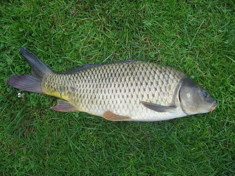 Koi and Plecos compatibility — Koi