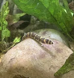 Clown Knifefish and Kuhli Loach compatibility — Kuhli Loach