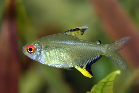 Lemon Tetra tank mates guide — Lemon Tetra