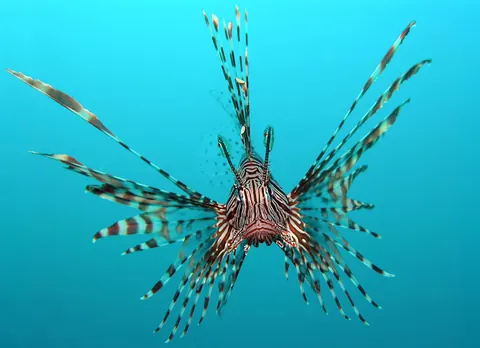 Goldfish and Lionfish compatibility — Lionfish