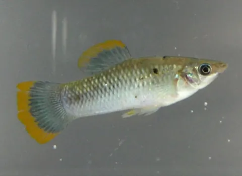 Fire Eel and Molly compatibility — Molly